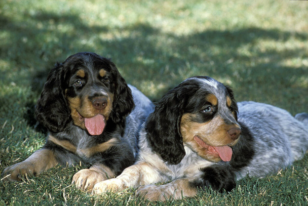 Πικαρδία σκυλί σπανιέλ, κουτάβια που βρίσκονται στο γρασίδι   - Φωτογραφία, εικόνα