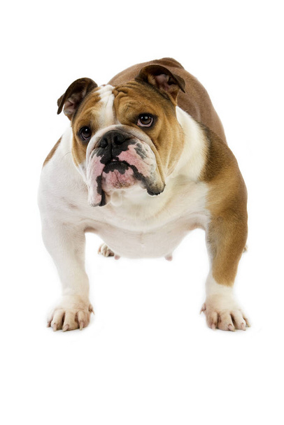 Bulldog inglés, Mujer de pie contra fondo blanco
   - Foto, Imagen