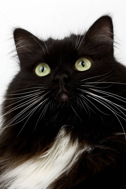 Black and White Siberian Domestic Cat, Female    - Photo, Image