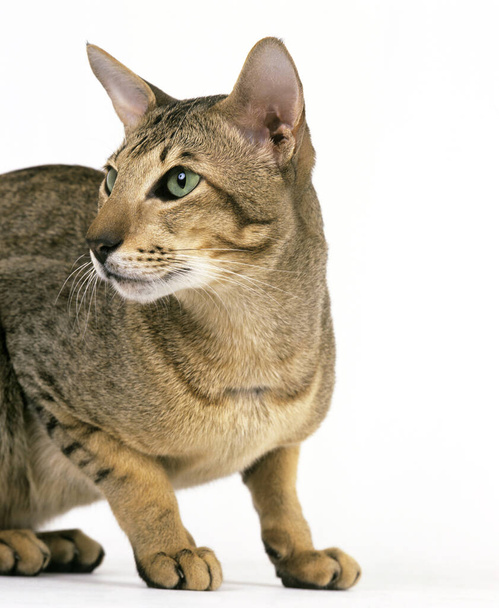 Brown Tabby Oriental Domestic Cat against White Background    - 写真・画像