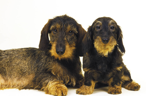 Wire-Haired Dachshund, Mother and Pup проти білого фону   - Фото, зображення