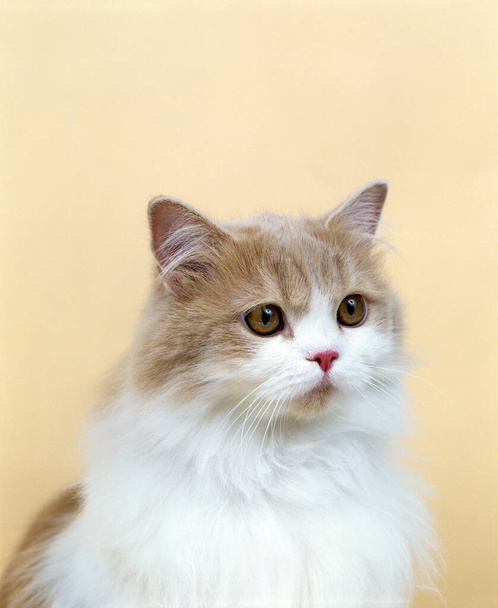 Krem ve Beyaz Farsça Evcil Kedi, Portre    - Fotoğraf, Görsel