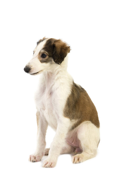 Borzoi or Russian Wolfhound, Pup Sitting Against White Background   - Фото, зображення