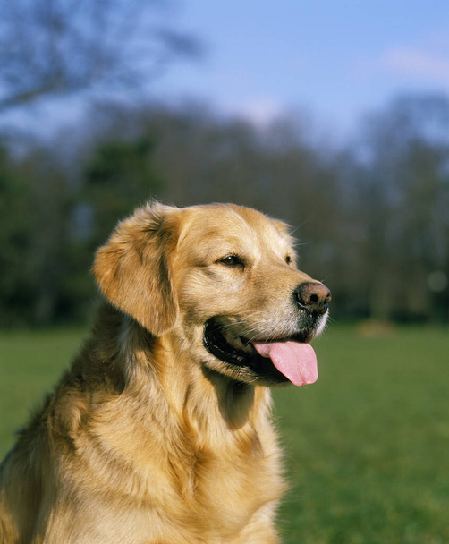 Golden Retriever, portré a kutya nyelvvel ki   - Fotó, kép