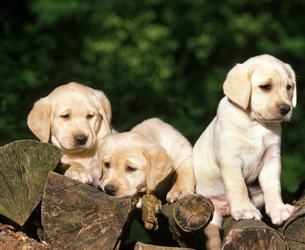 Amarillo Labrador Retriever, Cachorros de pie en la pila de madera
   - Foto, imagen