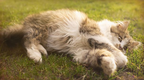 Piccolo gattino maculato soffice che gioca nel giardino soleggiato della mattina di primavera
 - Foto, immagini