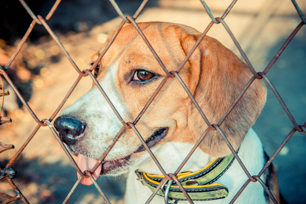 Puppy Dog, animal and pet at home, small cute beagle - Photo, Image