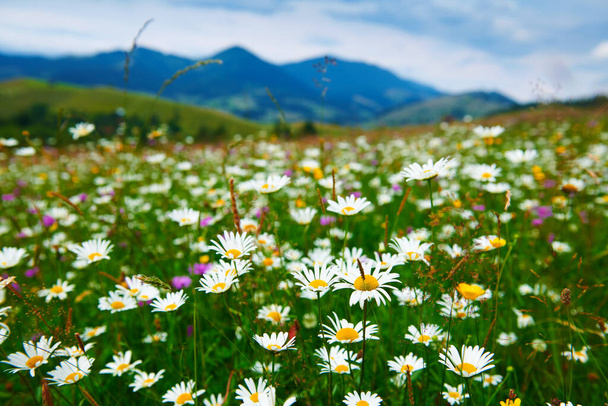 自然、カルパチア山脈の夏の風景、野の花や草原、丘の上のスプルース、美しい曇りの空 - 写真・画像