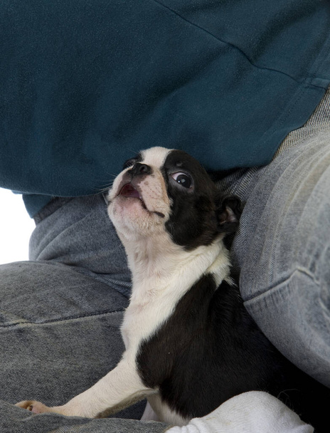 Chien Terrier Boston, Pup effrayé
   - Photo, image