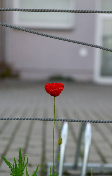 Цветущий красный цветок - Фото, изображение