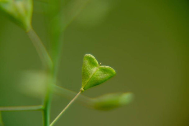 緑豊かな植物のマクロショットは - 写真・画像