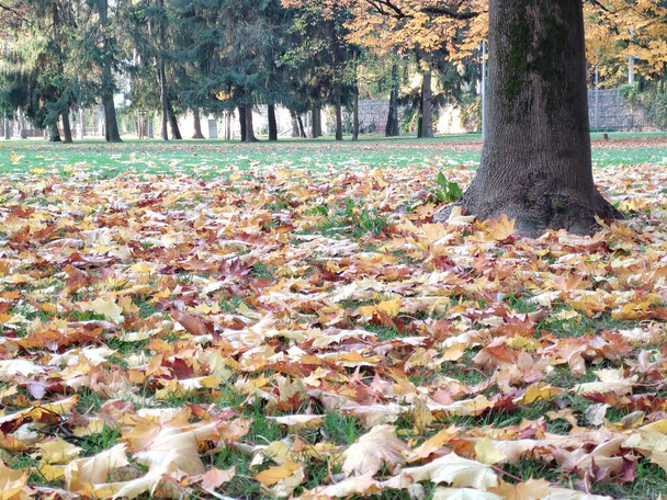 Primo piano delle foglie autunnali sullo sfondo
 - Foto, immagini