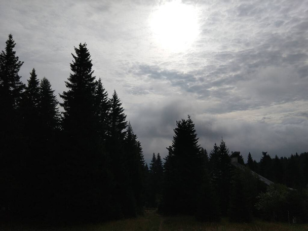 fir trees in forest ,Slovakia - Photo, Image