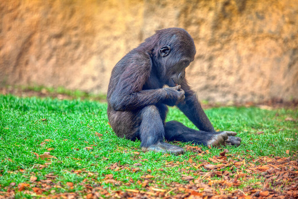 Молодая горилла стоит на траве
 - Фото, изображение