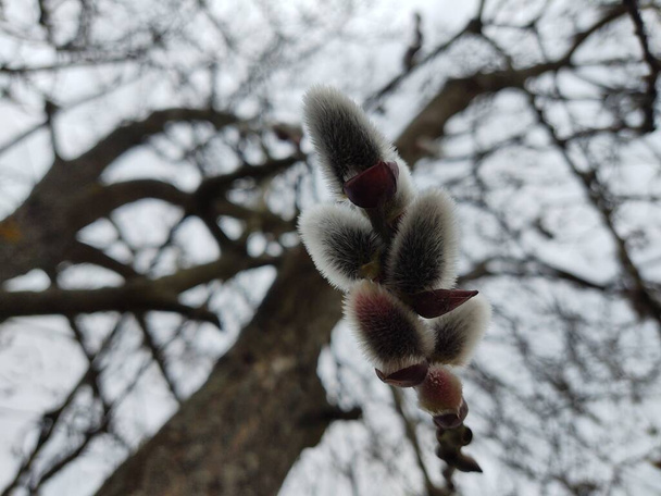 Wiosenne drzewo kwitnie. Gałąź wierzby z kocimi ogonami. Słowacja - Zdjęcie, obraz