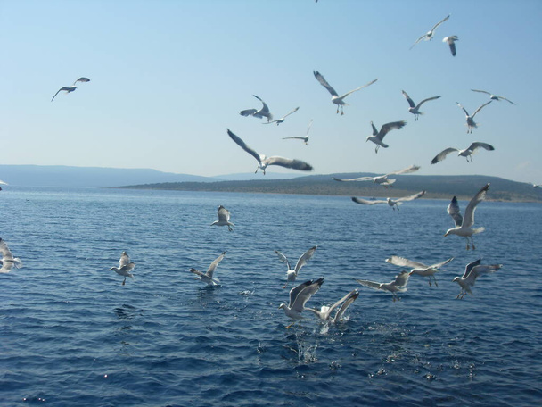 seagulls in habitat, wildness concept  - 写真・画像