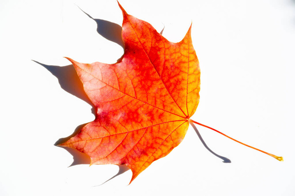 Fotografía de otoño, colorida hoja de arce encantadora otoñal multicolor aislada sobre un fondo blanco - Foto, Imagen