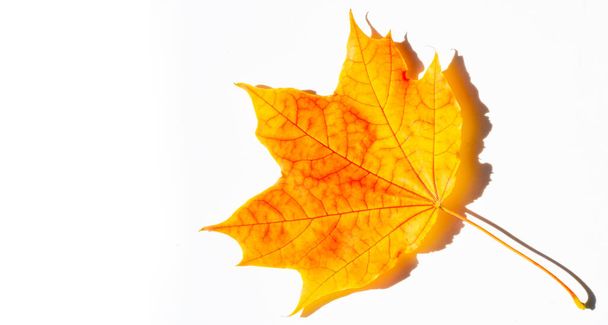 Podzimní fotografie, barevné pestrobarevné podzimní okouzlující javorový list izolované na bílém pozadí - Fotografie, Obrázek
