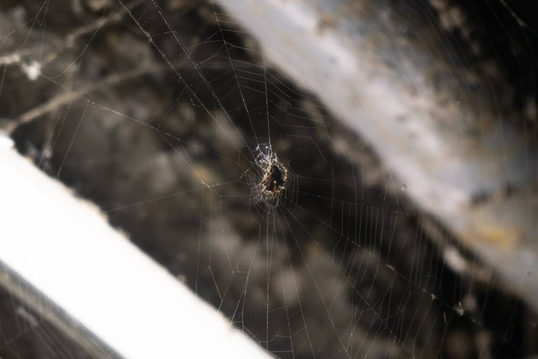 teia de aranha no fundo, close-up - Foto, Imagem