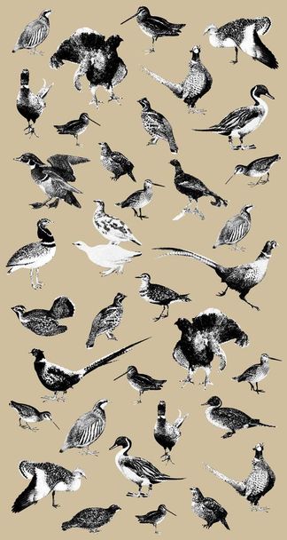 Graphics, print with the image of birds. Print for curtains, wallpaper. - 写真・画像