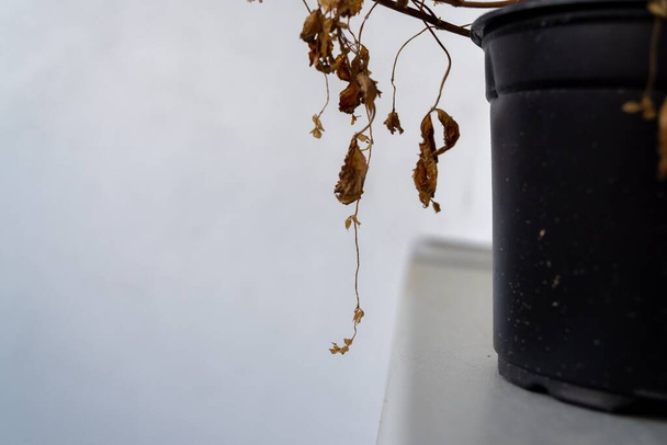 Planta doméstica seca, disparo de cierre - Foto, imagen