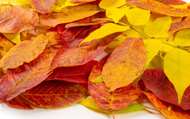 őszi táj, vázlat az ősz a fényképen, sárga burgundi vörös levelek, nyári petíció, vidám képek - Fotó, kép
