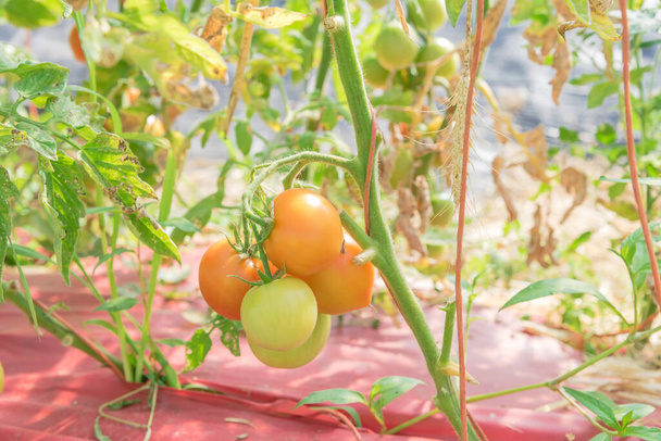 Close-up ripe and green tomatoes cluster on vines at greenhouse farm in Washington, America. Tomato single stem growing on string trellis with plastic mulch fabric for natural weed control - Photo, Image