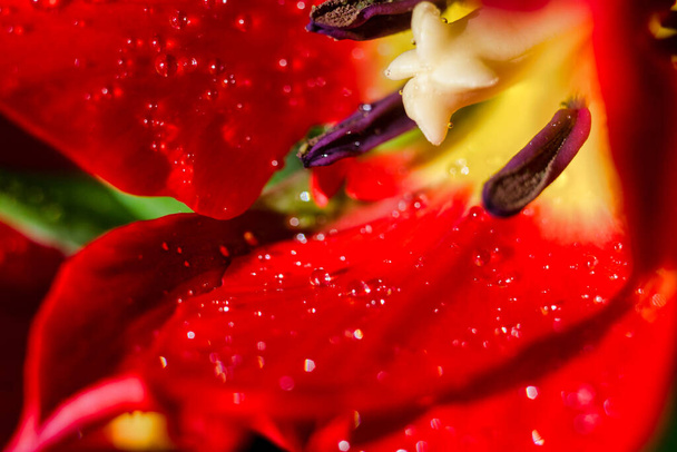 Közelkép a virágzó tulip középső része - Fotó, kép