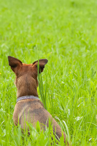 Malý pes sedící a čekající na zeleném trávníkovém poli. Domácí mazlíčci, zvířata a psi poslušnost koncepce školení - Fotografie, Obrázek