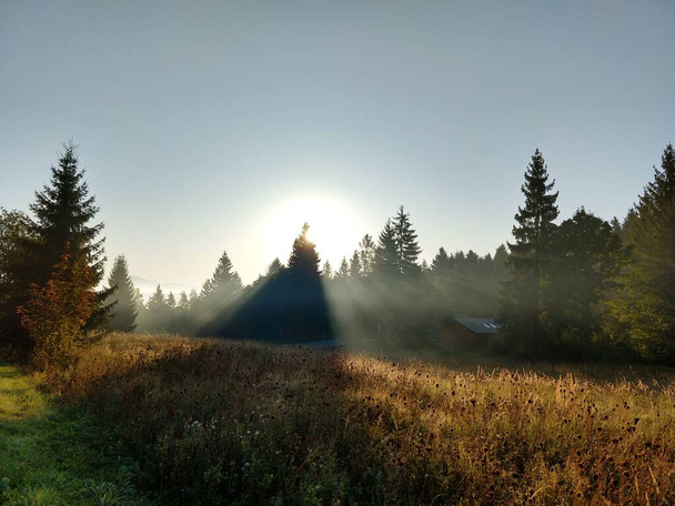 έλατα στο δάσος, Σλοβακία - Φωτογραφία, εικόνα