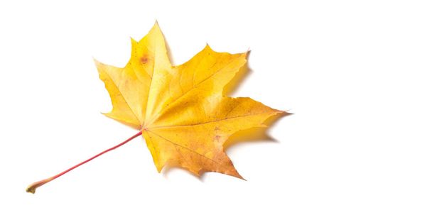 Jesienny obraz, jesienne liście klonu, samotny liść na białym tle, różne kolory. Żółty, czerwony, bordowy, zielony, pomarańczowy, Drzewo z szerokim, w większości gatunków, liście figuralne. - Zdjęcie, obraz