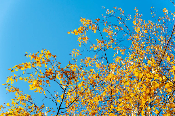 Herbstlandschaft, Skizze des Herbstes auf dem Foto, gelb bordeauxrote Blätter, sommerliche Petition, fröhliche Bilder - Foto, Bild