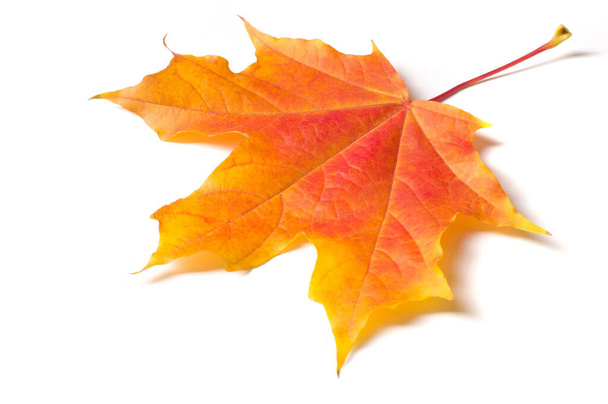 Pintura de otoño, hojas de arce de otoño, hoja solitaria sobre fondo blanco, diferentes colores. Amarillo, rojo, borgoña, verde, naranja, árbol con hojas anchas, en la mayoría de las especies, figuradas. - Foto, imagen