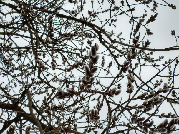 Wiosenne drzewo kwitnie. Gałąź wierzby z kocimi ogonami. Słowacja - Zdjęcie, obraz