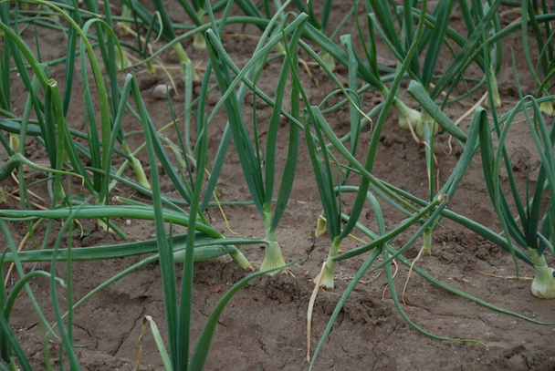 green onions in spain  - Фото, изображение