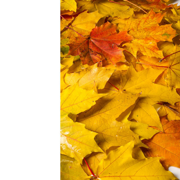 Herfst schilderen, Herfst esdoorn bladeren, verschillende kleuren. Geel, rood, bordeaux, groen, oranje, - Foto, afbeelding