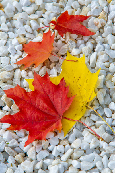 Podzimní javorový list, zploštělá struktura vyšší rostliny, podobná čepeli, která se váže přímo na stonek nebo stonkem. Listy jsou hlavními orgány fotosyntézy a transpirace - Fotografie, Obrázek