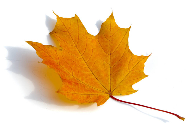 Текстура фона, рисунок. Осенние красочные кленовые листья. Клен является общим символом силы и выносливости и был выбран в качестве национального дерева Канады. - Фото, изображение