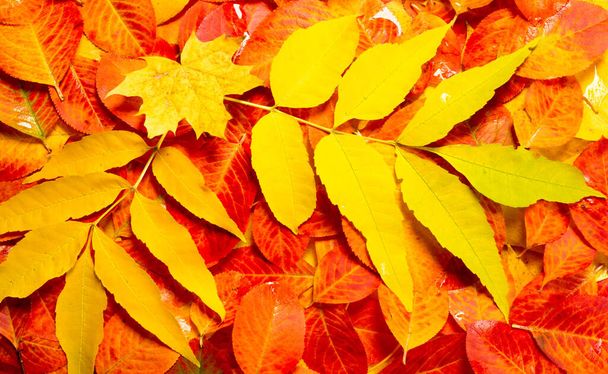 テクスチャ背景柄紅葉鮮やかな飽和色木秋には驚くほど美しい自然が夏の日にお別れを言う - 写真・画像