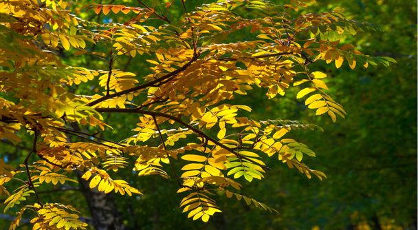 Осіння пейзажна фотографія, гірський попіл у повній красі, освітлений кольорами осені. Дерево з фруктами у вигляді купки апельсиново-червоних ягід, а також більшості ягід
 - Фото, зображення