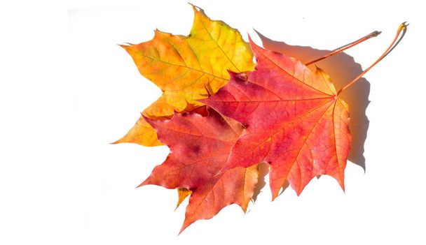 červené a žluté javorové listy na bílém pozadí. Když listy změní barvu ze zelené na žlutou, jasně oranžovou nebo červenou, dozvíte se, že stromy začínají svůj dlouhý zimní odpočinek. - Fotografie, Obrázek