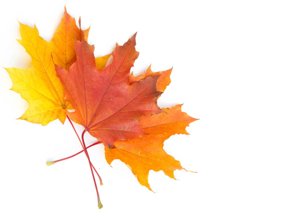 Текстура фона, рисунок. Осенние красочные кленовые листья. Клен является общим символом силы и выносливости и был выбран в качестве национального дерева Канады. - Фото, изображение