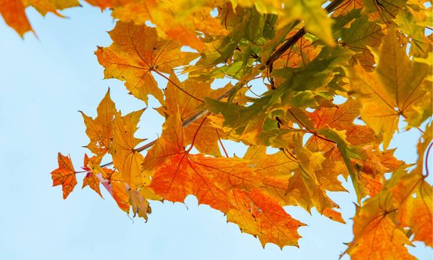 Jesienny krajobraz fotografii, Klonowe drzewo lub krzew z płatkami liści, skrzydlate owoce i kolorowe jesienne liście, uprawiane jako ozdobne lub dla jego drewna lub soku syropowego. - Zdjęcie, obraz