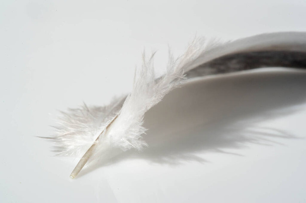 Ένα φτερό πουλιού στυλό, φτερό, μύτη, λοφίο, λεπίδα, στυλ - Φωτογραφία, εικόνα