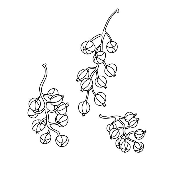 Three currant branches in doodle style. Hand drawn  vector illustration isolated on white background. Great for coloring books. Black ink. - Vector, Image