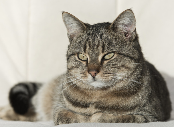Tabby-Katze ruht - Foto, Bild