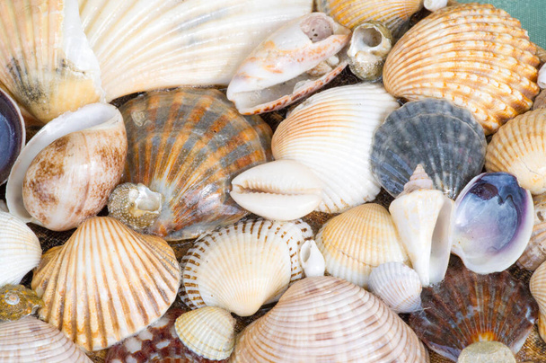 Une coquille de mer ou coquille de mer, aussi appelée simplement coquille, est une couche extérieure protectrice dure créée par un animal vivant dans la mer. souvent trouvé sur les plages
 - Photo, image