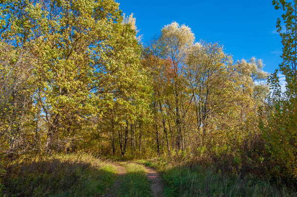 Осіння пейзажна фотографія, барвисті листя на деревах осінньої пори, магія, створена природою, дерево життя, красиві місця, чарівний ліс
 - Фото, зображення