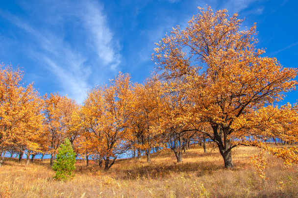 Jesienny krajobraz, drzewa liściaste pokryte wielobarwnymi żółtymi czerwonymi liśćmi, dęby rzucają wielobarwne jesienne liście, smutny czas oka - oto urok - Zdjęcie, obraz