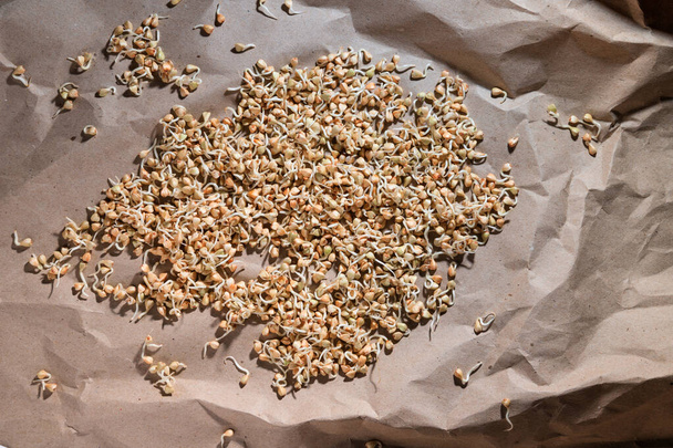 sprouts and a very useful green buckwheat. Close-up of green buckwheat sprouts. concept of healthy nutrition. Healthy food. heap of dried sprouted buckwheat grains. - Φωτογραφία, εικόνα